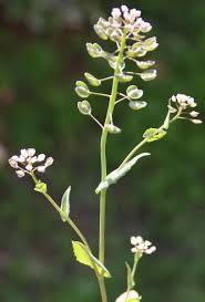 Thlaspi perfoliatum L. | Flora of Israel Online