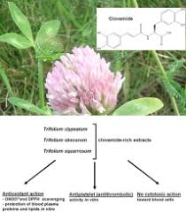 Clovamide and clovamide-rich extracts of three Trifolium species as ...