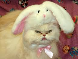 Image result for cats as easter bunny