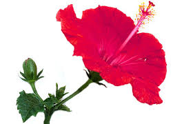 Image result for images of hibiscus flower