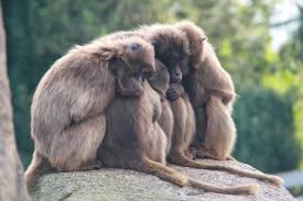 Affen - Bild \u0026amp; Foto von Michael Frohberg aus Primaten - Fotografie ... - 7622057