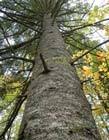 Abies alba (European silver fir) description