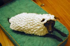 Image result for cats dressed up as sheep