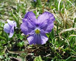 Viola calcarata - Wikipedia