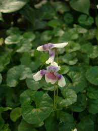 Violaceae - Wikipedia