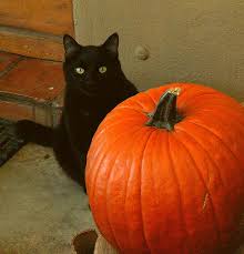Image result for cats and fall pumpkins