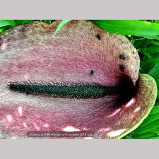 Helicodiceros muscivorus, Pig Butt Arum – Dancing Oaks Nursery ...
