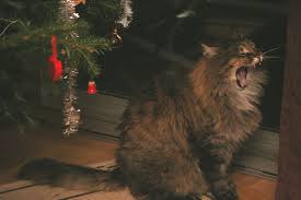 Image result for cats under the Christmas tree