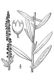 Plants Profile for Reseda luteola (weld)
