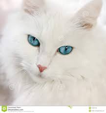 Bildergebnis für weiße katzen