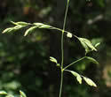Poa chaixii (Broad-leaf Bluegrass): Minnesota Wildflowers