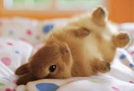Résultat de recherche d'images pour 'lapins trop mignons'