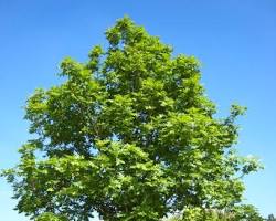 Image of درخت زبان گنجشک