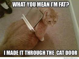 Memes Vault Funny Fat Cat for Memes via Relatably.com