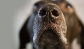 Dogs' Dazzling Sense of Smell | NOVA | PBS