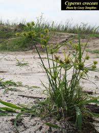 Cyperus croceus - Coastal Plain Plants Wiki