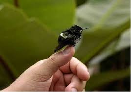 Image result for The smallest bird in the world: Bee Hummingbird Mellisuga helenae