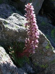 Saxifraga florulenta - Wikipedia