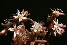 Sedum rubens L. | Flora of Israel Online