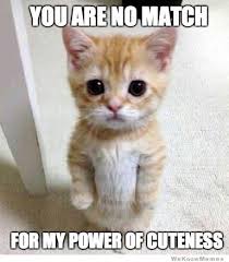 Memes Vault Happy Kitten Memes via Relatably.com