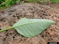 tree tobacco: Nicotiana glauca (Solanales: Solanaceae): Invasive ...