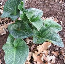 Arum pictum: Mystery and Drama for the Fall Garden - Dave's Garden
