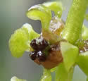 Potamogeton gramineus (Grass-leaved Pondweed): Minnesota ...