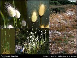 Lagurus ovatus L.: FloraBase: Flora of Western Australia