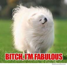 Fabulous Fluffy Dog | Bitch I&#39;m Fabulous | Know Your Meme via Relatably.com