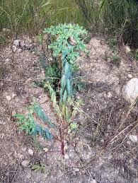 Euphorbia lagascae - Wikispecies