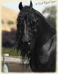 Image result for friesian