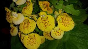 Calceolaria integrifolia L., Bush slipperwort (World flora) - Pl@ntNet ...
