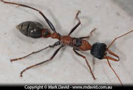 Image result for cut  buldog ant australia