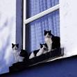 Chute chat balcon