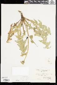 Taraxacum palustre - SEINet Portal Network