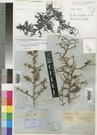 Lycium afrum L. | Plants of the World Online | Kew Science
