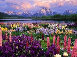 Beautiful Flowers! For the Guys LOL! Images?q=tbn:ANd9GcTFzOYv56J7HpvTSr6HD13cEfh4pR4EFo2tpUIWGaNaFzR84gYbsw