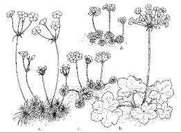 Androsace lactea - Alpine Garden Society