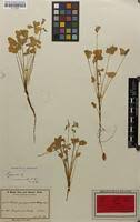 Oxalis purpurata in Global Plants on JSTOR