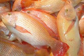 Image result for wikipedia ikan talapia