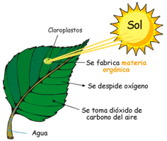 Image result for la relación en las plantas