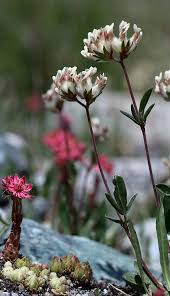 Anthyllis vulneraria ssp valesiaca (Valais Kidney Vetch) - The Alpine ...