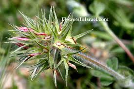 Flora of Israel: Trifolium stellatum