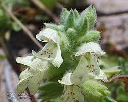 Stachys maritima - picture 2 - The Bulgarian flora online