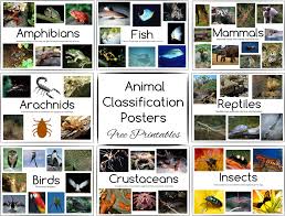 Animal Classification Posters and Games ~ Free Printables