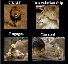 tiger-single-vs-married-memes--3821.jpg via Relatably.com