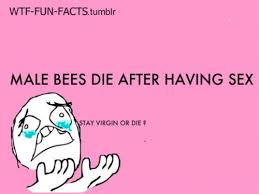 Fun facts, bees, sex, meme | Hahaha! | Pinterest | Bees, Fun Facts ... via Relatably.com