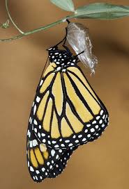 Image result for butterfly emerging from cocoon