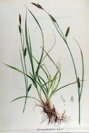 File:Carex distans — Flora Batava — Volume v12.jpg - Wikimedia ...