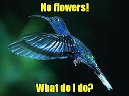 blue hummingbird Meme | Slapcaption.com | M | Pinterest ... via Relatably.com